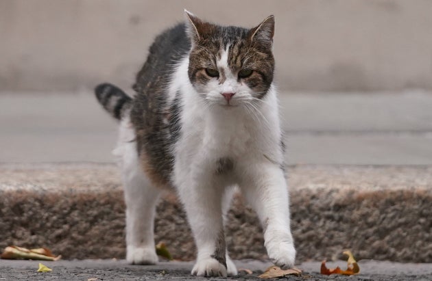 イギリスの首相官邸で暮らす「ネズミ捕獲長官」ラリー