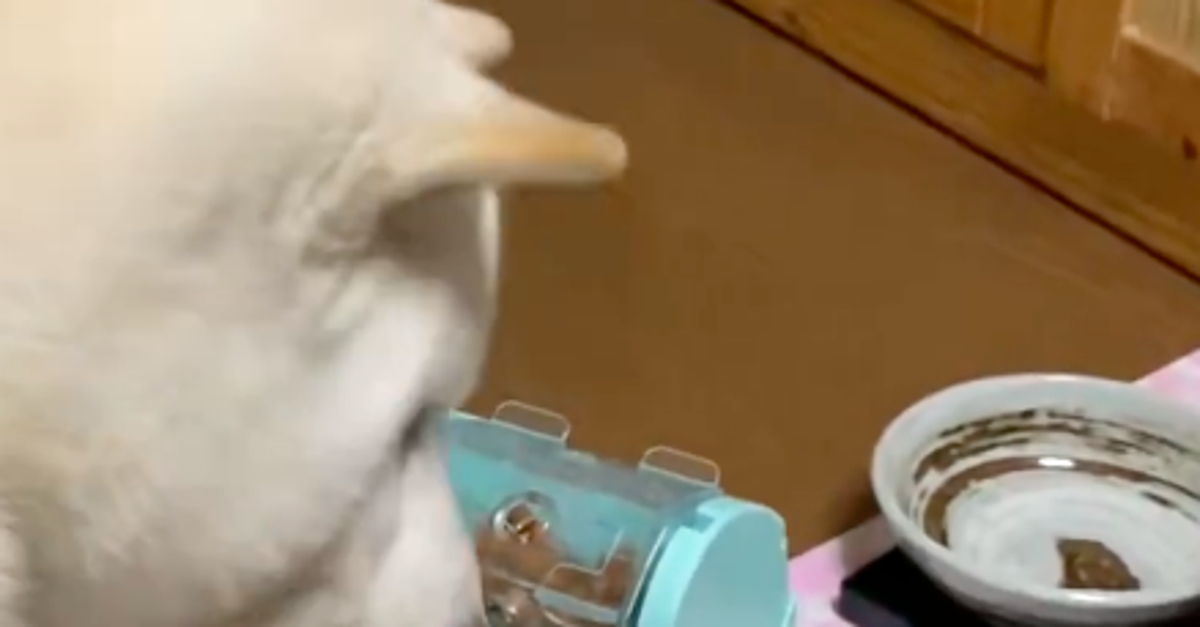 食いしん坊の愛犬に、給餌器の使い方を教えるも…⇨“惜しいチャレンジ“に悶絶する人続出「困惑した顔もまた可愛い」