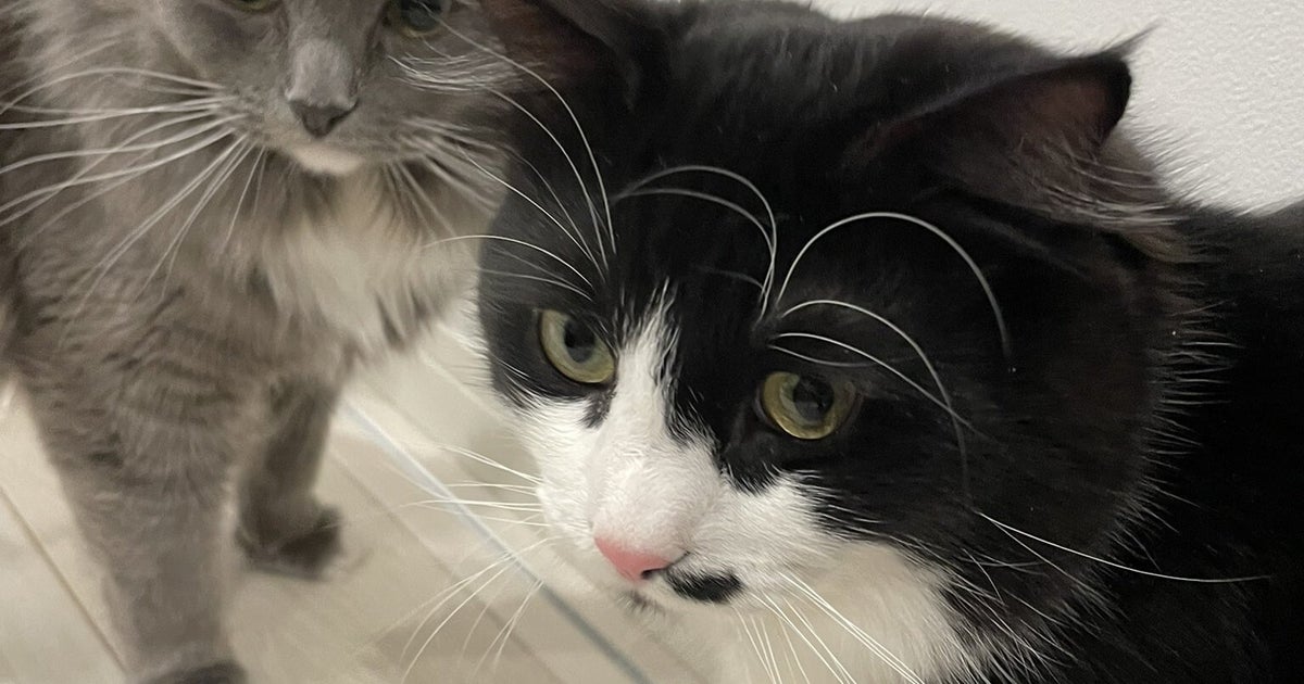 昼寝する我が子を愛猫がマッサージ⇨「なんて贅沢」「うらやましすぎる」と反響