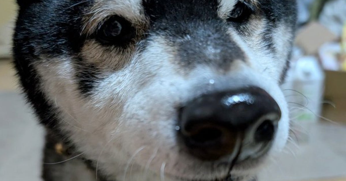 ホットケーキを前にした柴犬の反応が正直すぎると話題に⇨「池ができてる」「足元がとんでもないことに」
