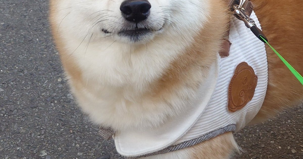 「おやつくれるん？」「ゆっくりでええんやで」⇨待ってくれる柴犬のおだやかな眼差しが尊すぎる