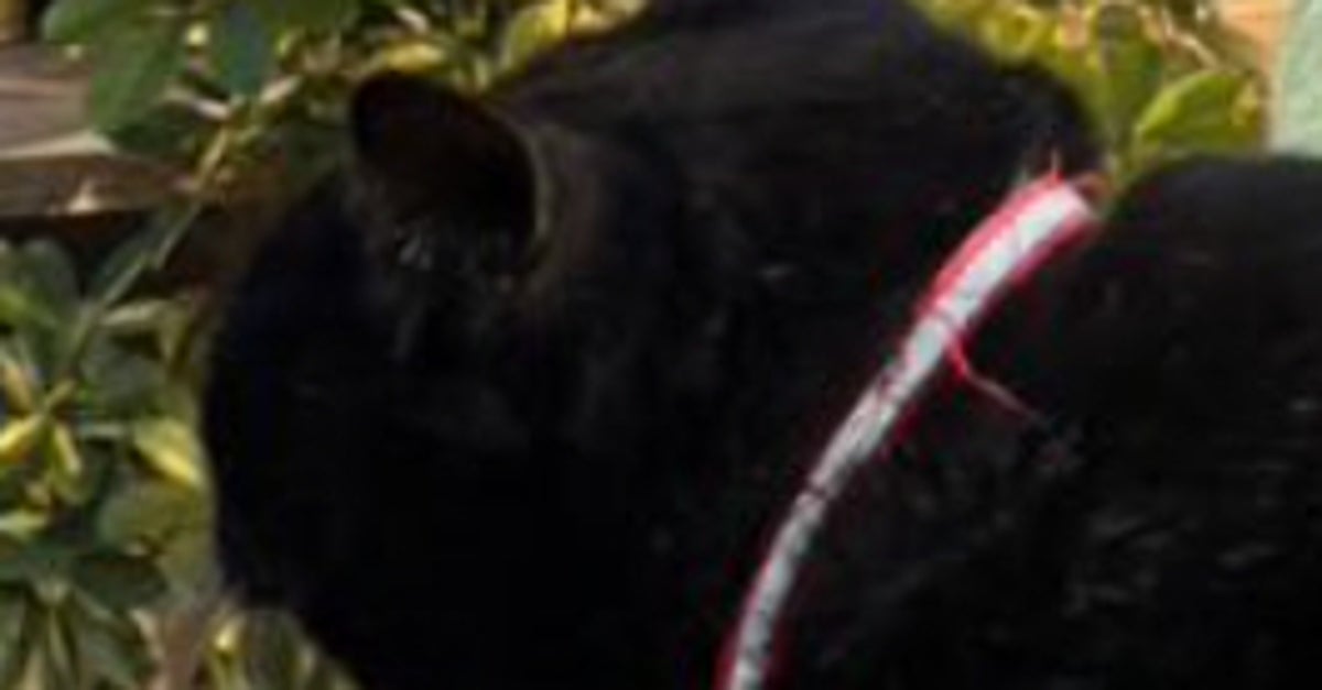 「大物捕まえました」7キロの巨大黒猫に驚きの声⇨「クロヒョウみたい」「鉄アレイ代わりに」
