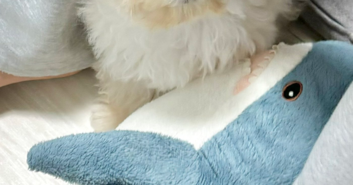 韓国人から「メレンゲ」「クリームパン」と呼ばれた犬⇨ふわふわすぎる姿に「ぬいぐるみかと思った」と反響