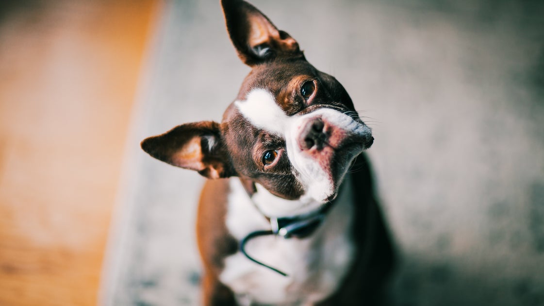 A New Study Suggests Your Dog May Be Eavesdropping On You To Learn Language