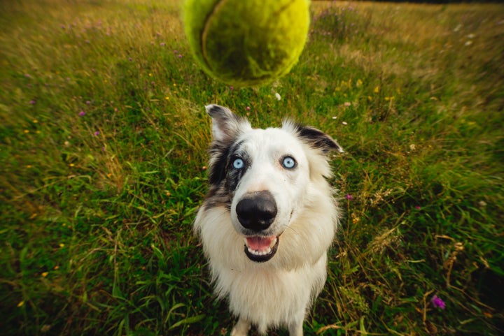 Border collies are particularly good at recognising words their owners use.