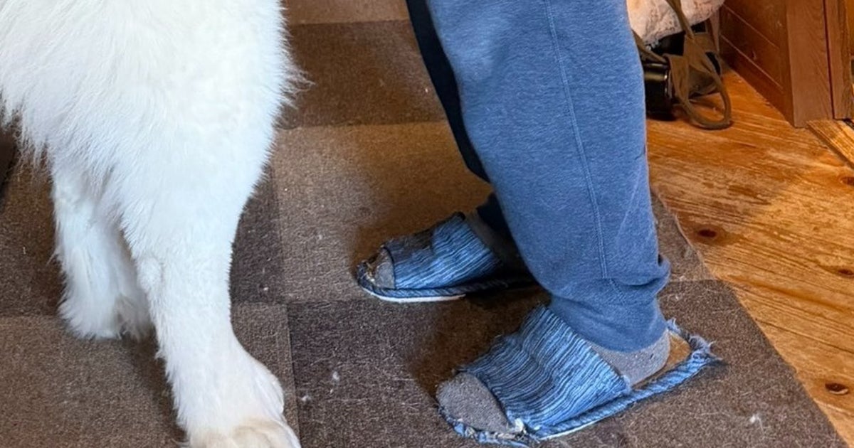 生後11ヶ月、“巨大化”が止まらない犬⇨男性と並ぶ姿に「こ、子犬？」「11歳の犬じゃなくて？」と困惑の声