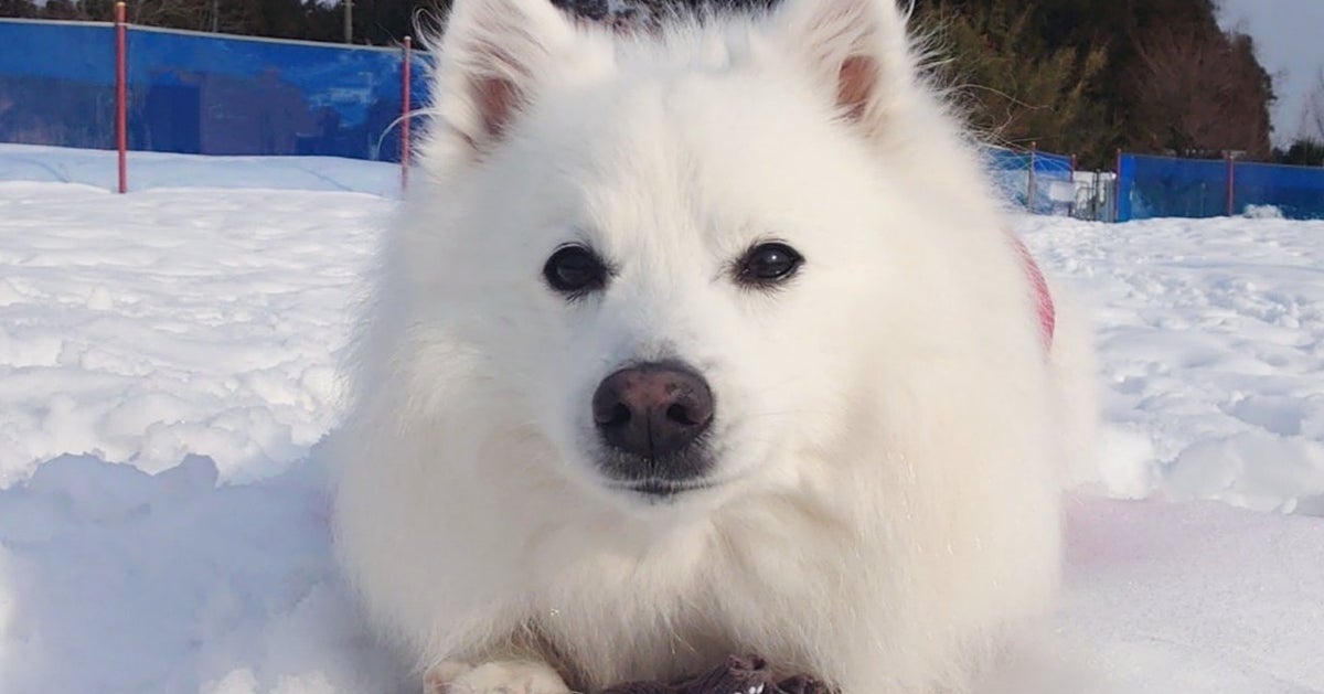 雪穴にひょっこり現れた白い犬⇨まるで“救助シーン”のような構図に「助かった」「シロクマかと思った」