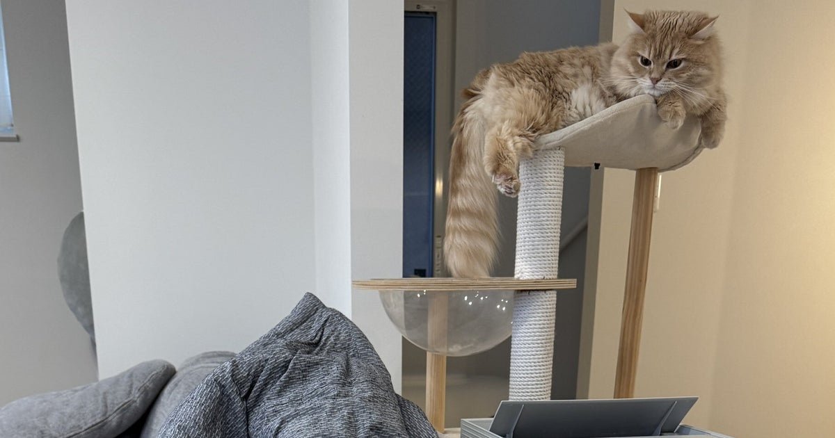 この中に2匹の猫がいます⇨意外な場所から顔を出す様子に「見つけた瞬間 笑っちゃった」