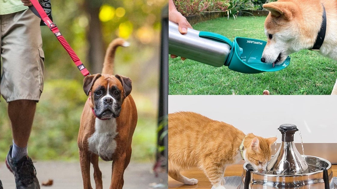 These Vets Are Also Pet Owners – Here Are 11 Products They Can't Live Without