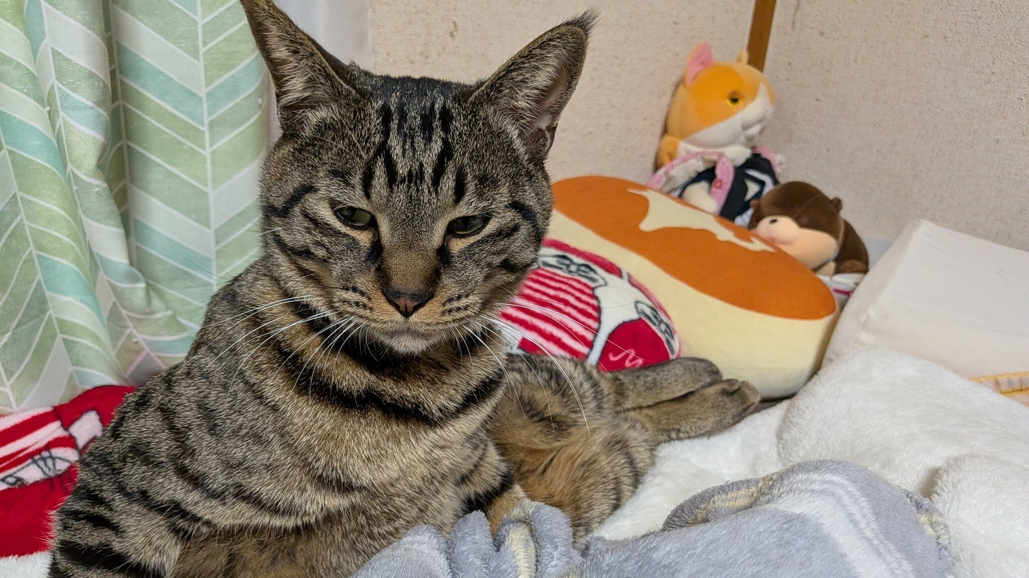 めちゃくちゃドヤってる人間みたいな猫⇨「社長の風格w」「風呂入っ