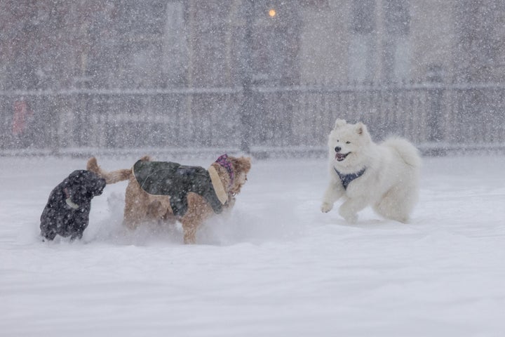 Dogs play on Boston Common during heavy snow on Jan. 25, 2026, in Boston, Massachusetts. A massive winter storm is bringing frigid temperatures, ice, and snow to nearly 200 million Americans.