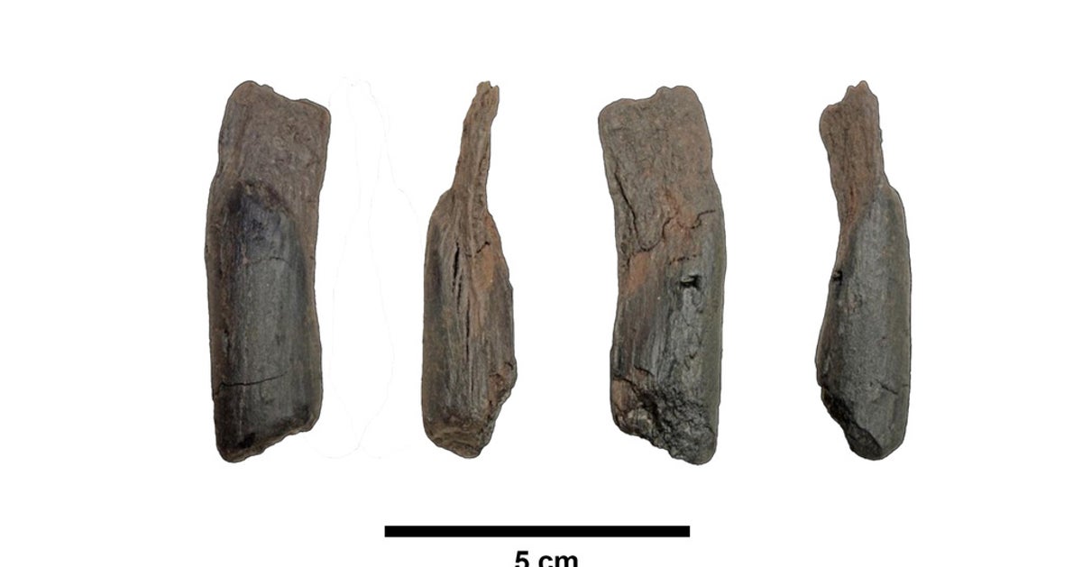 Scientists Recover Oldest Wooden Tools Ever From Greece