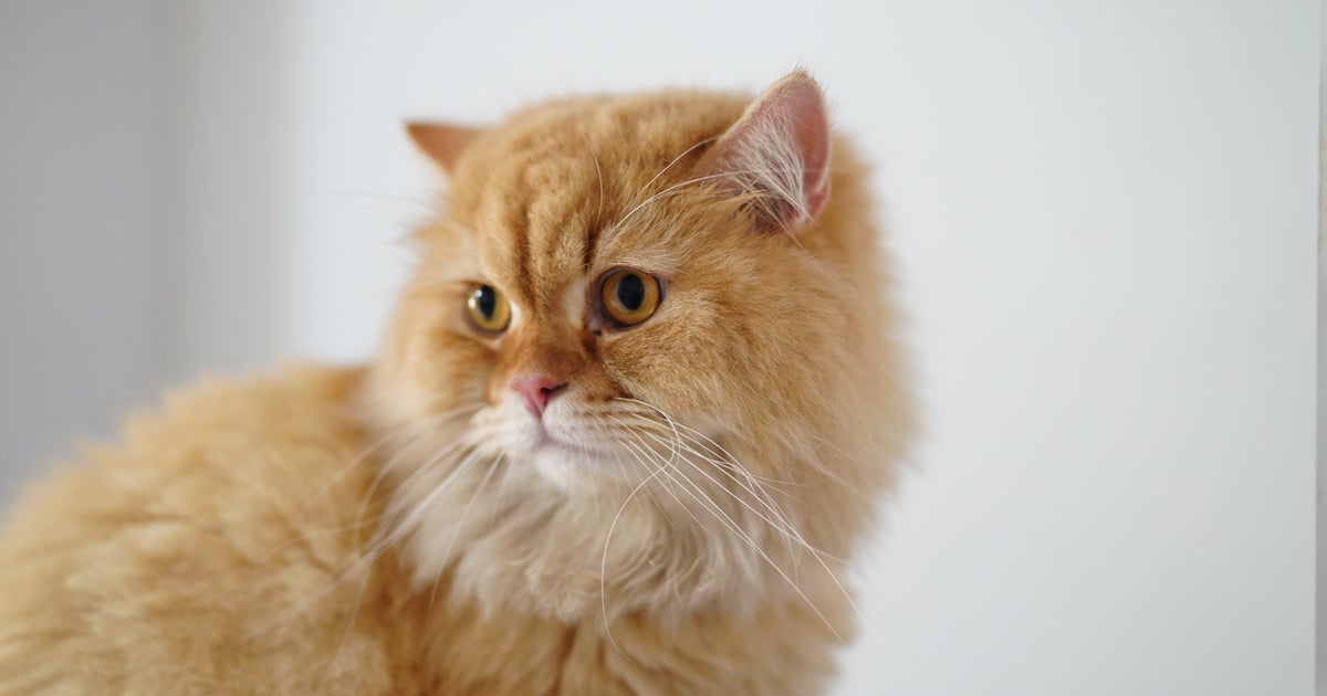 5カ月前に消えた愛猫が突然帰ってきた！国境を越えスペインから
