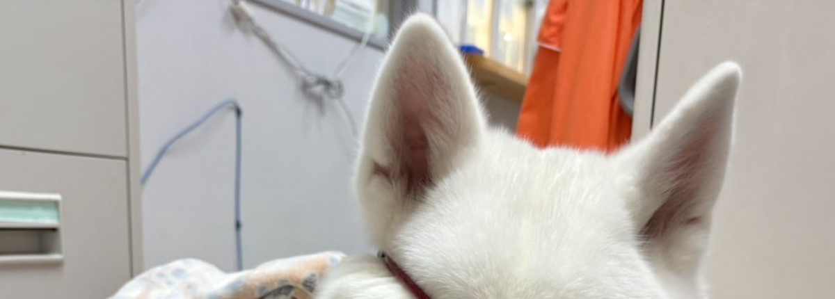 リードが絡まり“海賊”みたいなビジュになった秋田犬が話題⇨「強そう」「船長？」の声