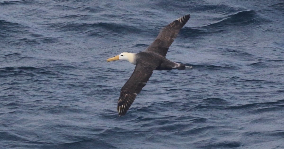 Albatross Startles Researchers By Making Rare Appearance Off California Coast