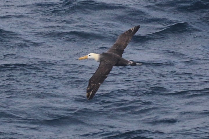 Scientists on a research vessel off the central California coast spotted a waved albatross, marking just the second recorded sighting of the bird north of Central America. (Melody Baran/University of California, San Diego-Scripps Institution of Oceanography via AP)