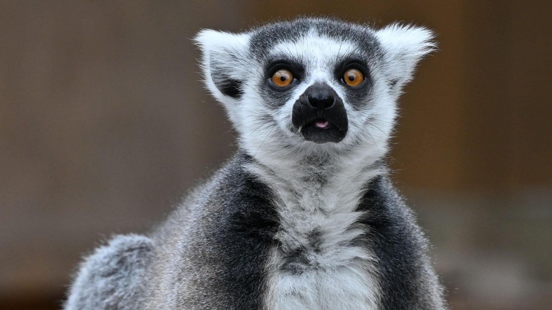 空中でV字開脚”する4匹のサルに「すごい絵面」と思わず二度見。沖縄