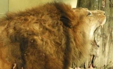 北海道・釧路市動物園の「19歳のライオン」が話題⇨人間なら100歳近い