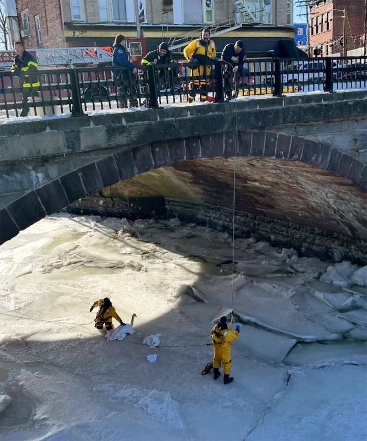 Firefighters Rescue Swan Stuck In Frozen River In Norwalk, Connecticut ...