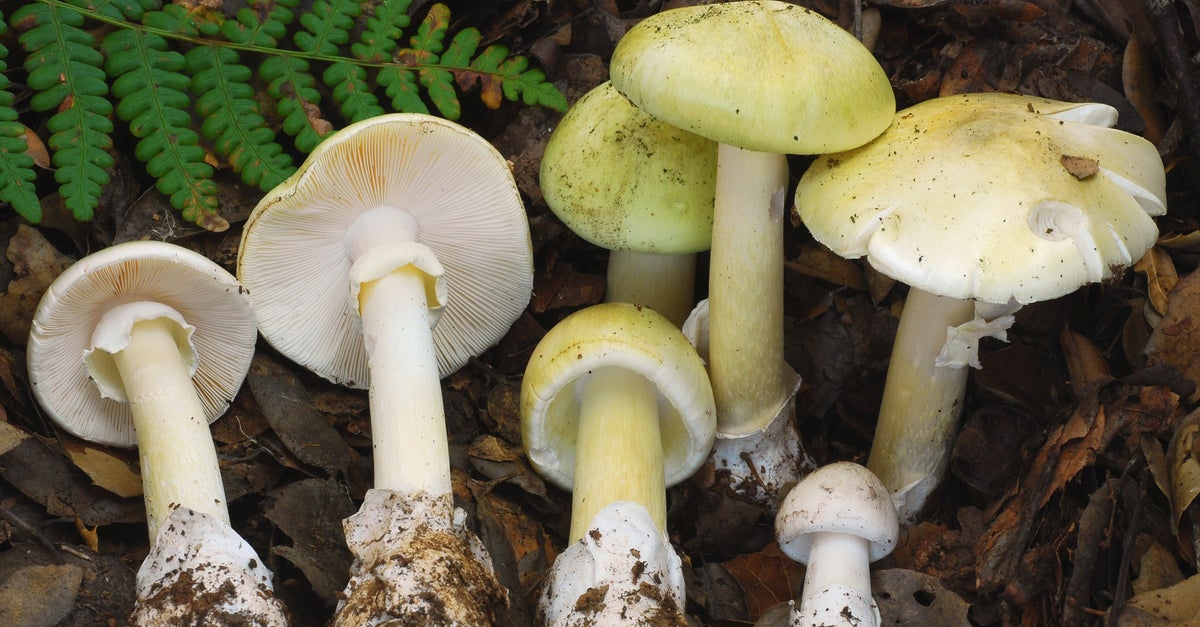 4 People Died After Eating Death Cap Mushrooms In California