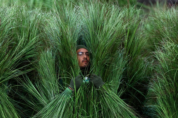 An extra emerges from his grass-covered outfit during Bad Bunny's performance at Sunday's Super Bowl halftime show. 