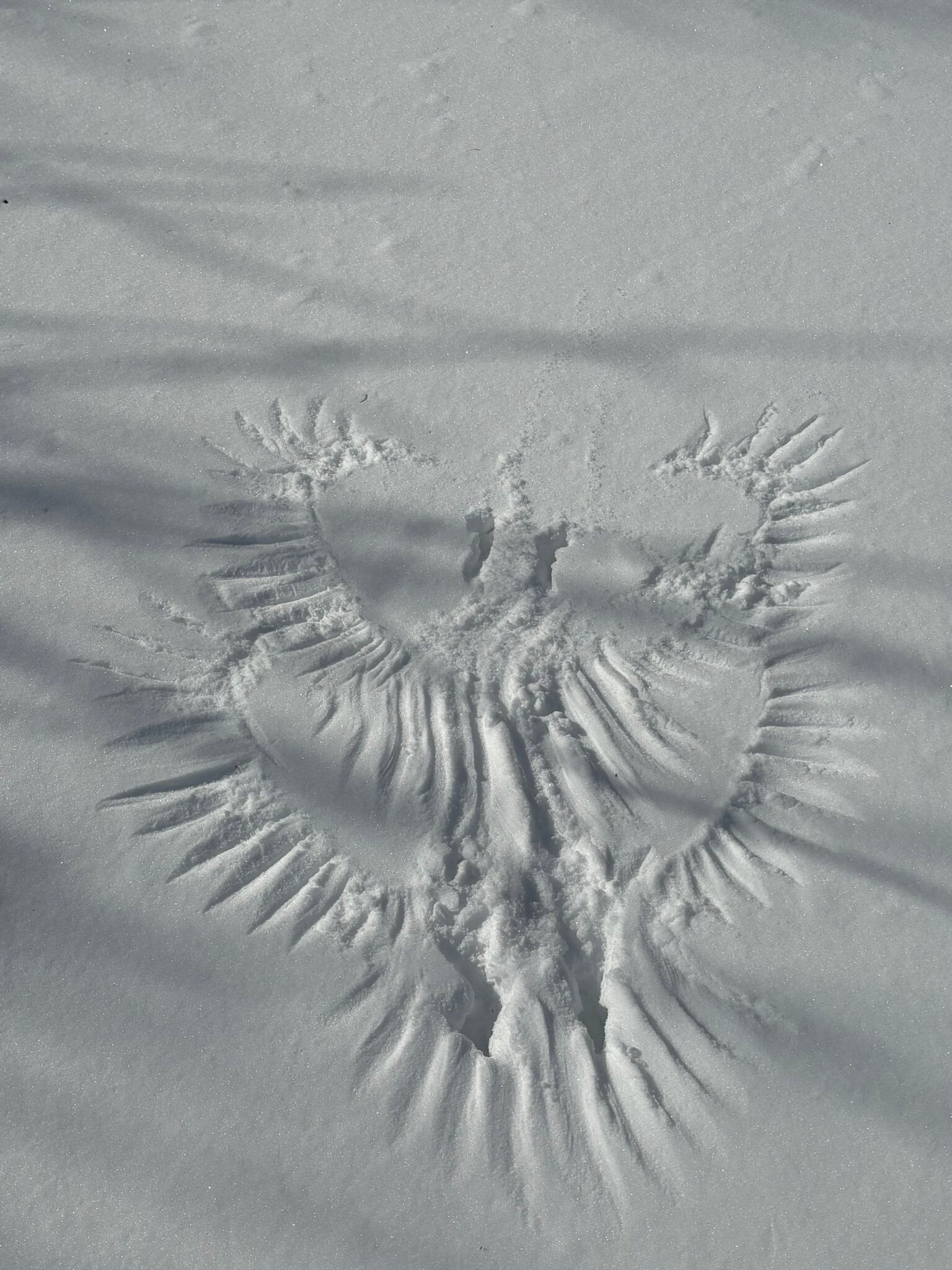 北海道の雪原にできた「ナスカの地上絵」。野鳥と大地が生み出した大自然の『傑作』に感動の声