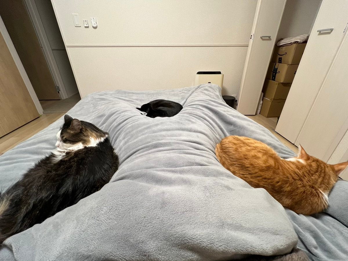 寝ていたら猫3匹に拘束された飼い主⇨「ガリバー旅行記」「羨ましい！」の声続出