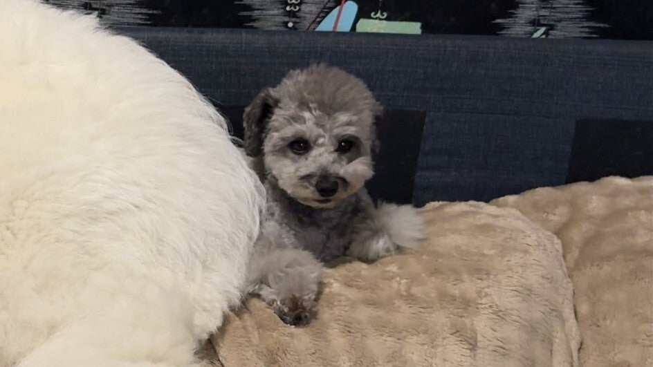 生後11カ月の大型犬が、7歳のトイプードルに甘えたら…⇨「逆やん
