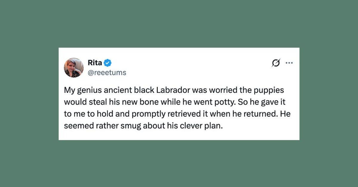 25 Of The Funniest Posts About Cats And Dogs This Week