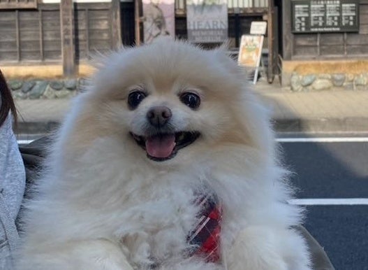 犬が雪の無限ループを駆け回る⇨「永遠にゴールがない」「天才」と大爆笑