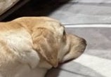 脱力しきって“くつろぐ”愛犬⇨「伝説のツチノコですか？」「身体やわらかすぎw」とコメント殺到