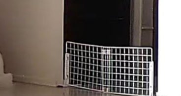 ペットカメラに映る、飼い主を待つ犬の背中が....⇨「これは愛」「後ろからギュッとしたい」