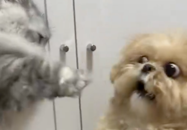 犬と猫の喧嘩、犬の“あざとすぎる”アピールに大爆笑⇨「被害者ヅラ」「演技派すぎるw」