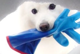 愛犬が手袋をくわえて飼い主の元に…⇨まさかのオチに「ああ無常」「犬あるあるで笑った」