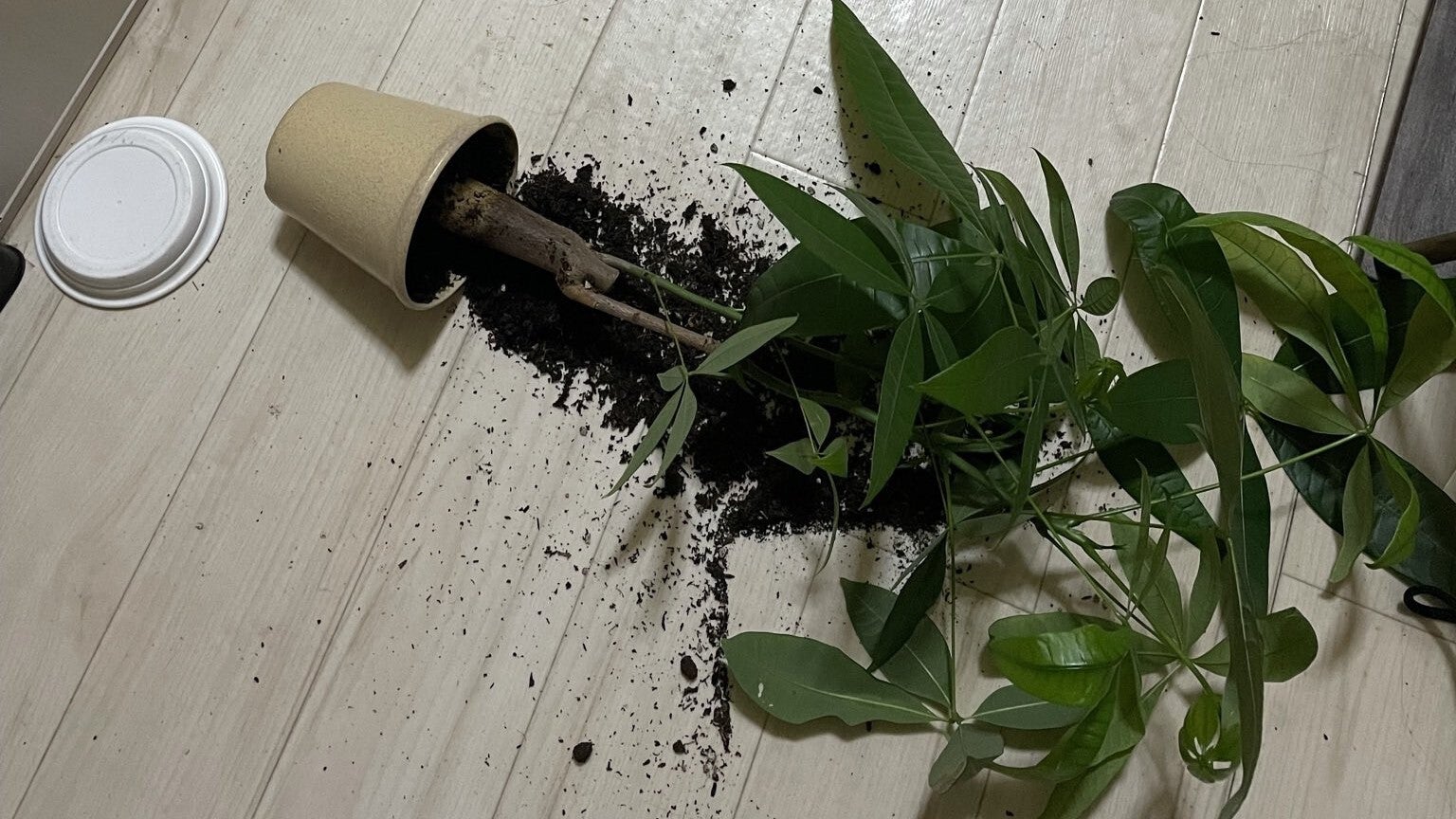 植木鉢を倒した猫、人間みたいな態度に大爆笑⇨「見事」「黙秘権はありますからね」