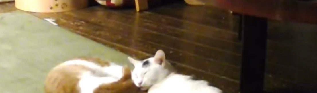 まるで「野球のバッテリー」な愛猫2匹がかわいすぎる⇨寝顔に「めっちゃ癒された」の声続々