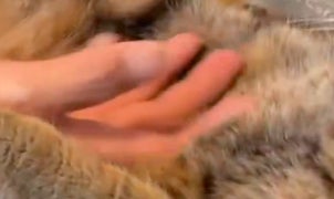 猫を操る“コッドハンド“に反響。あまりのテクニックに骨抜きにされてしまう