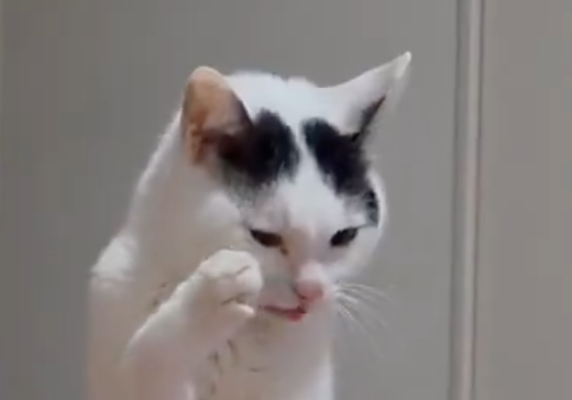 同居猫のご飯を“チラ見”しないよう葛藤する愛猫⇨「健気すぎる」「結局我慢できないw」と反響