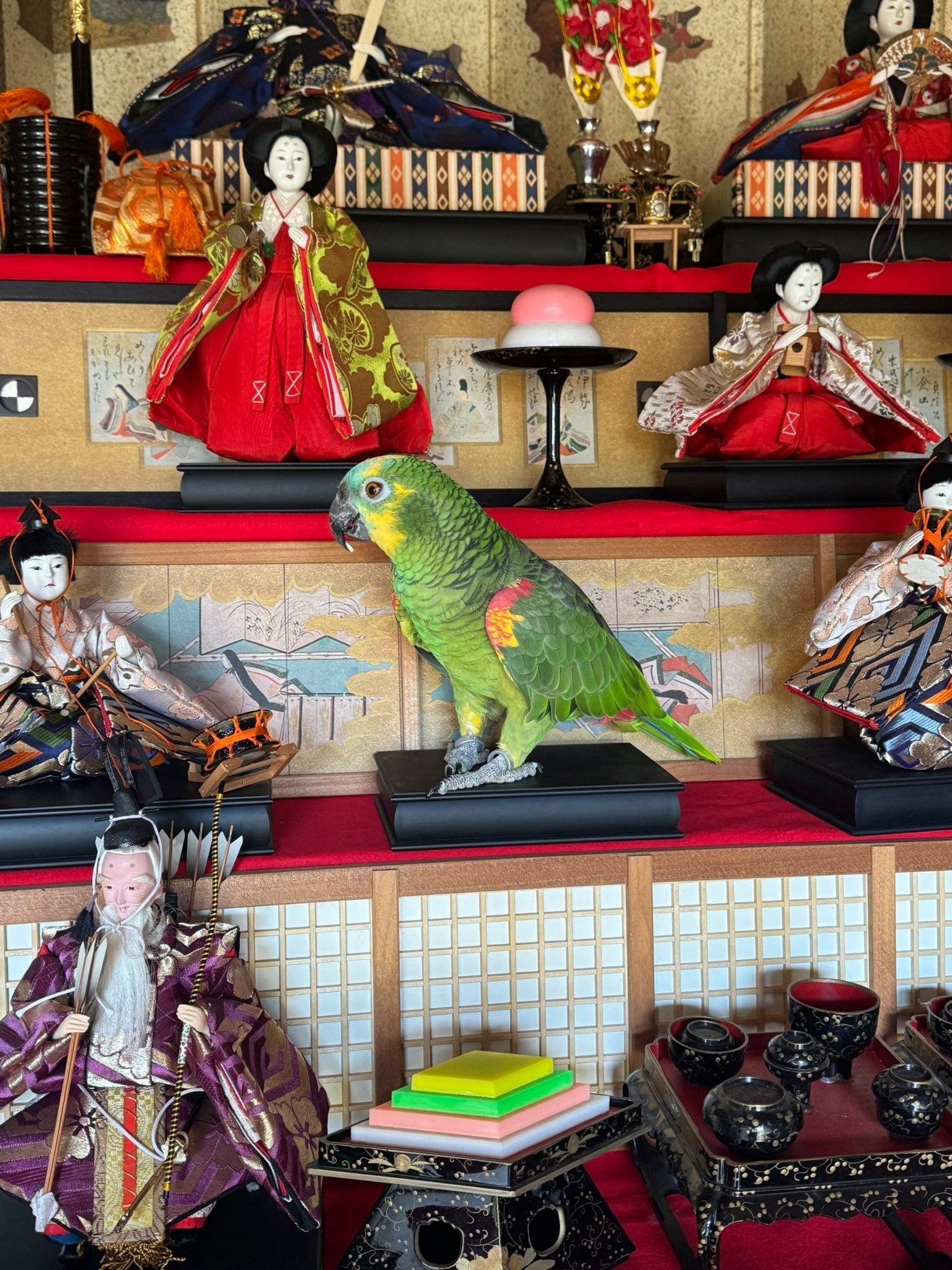この雛人形の中にインコがいます⇨違和感のない光景に「新しいお雛様誕生」「配色素晴らしくない？」と話題に