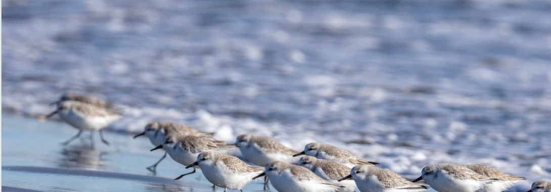 速すぎて足が4本に見える！？小さな渡り鳥が浜辺を駆ける様子に「足