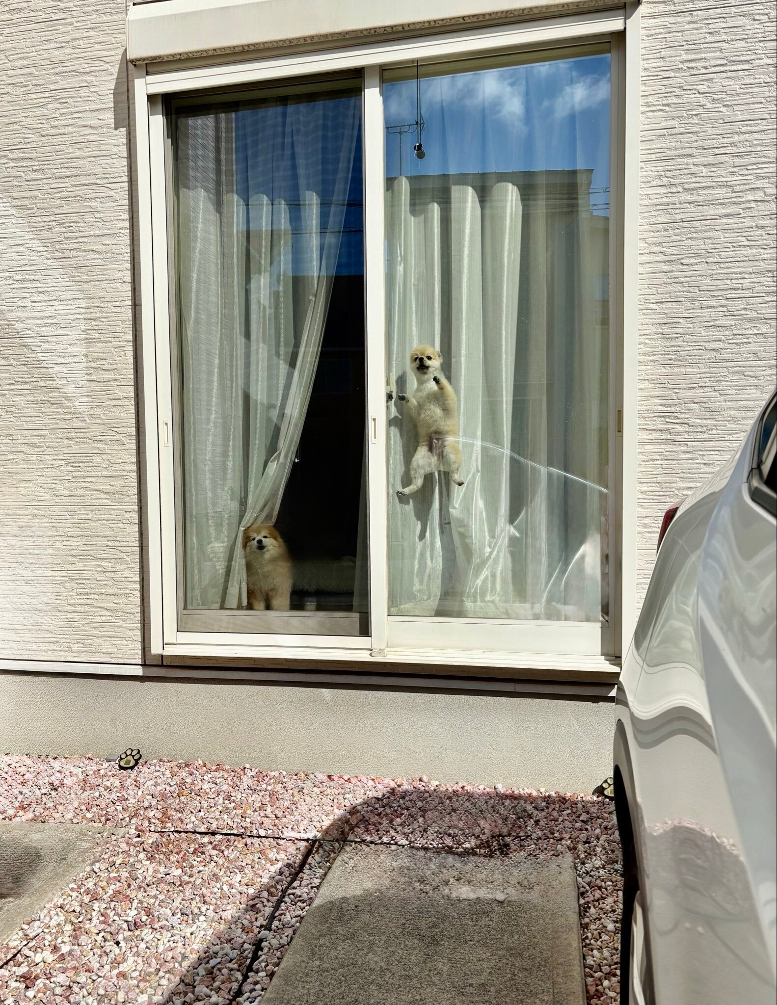 愛犬をケージに入れて外出。振り返ったら…⇨窓に貼りつく“謎の生き物”にネット騒然