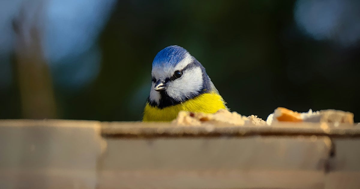 Warning Issued Over Potentially Deadly Bird Feeder Mistake In UK Gardens