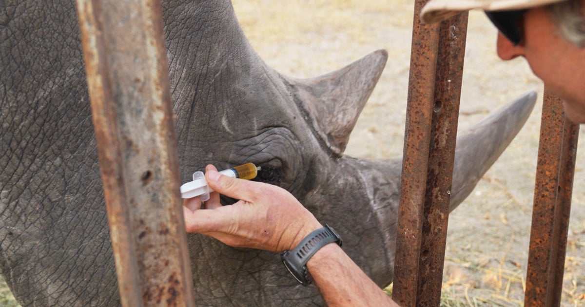 Animal Experts Employ 'Ridiculous' Plan To Save Wild Rhino's Eyesight