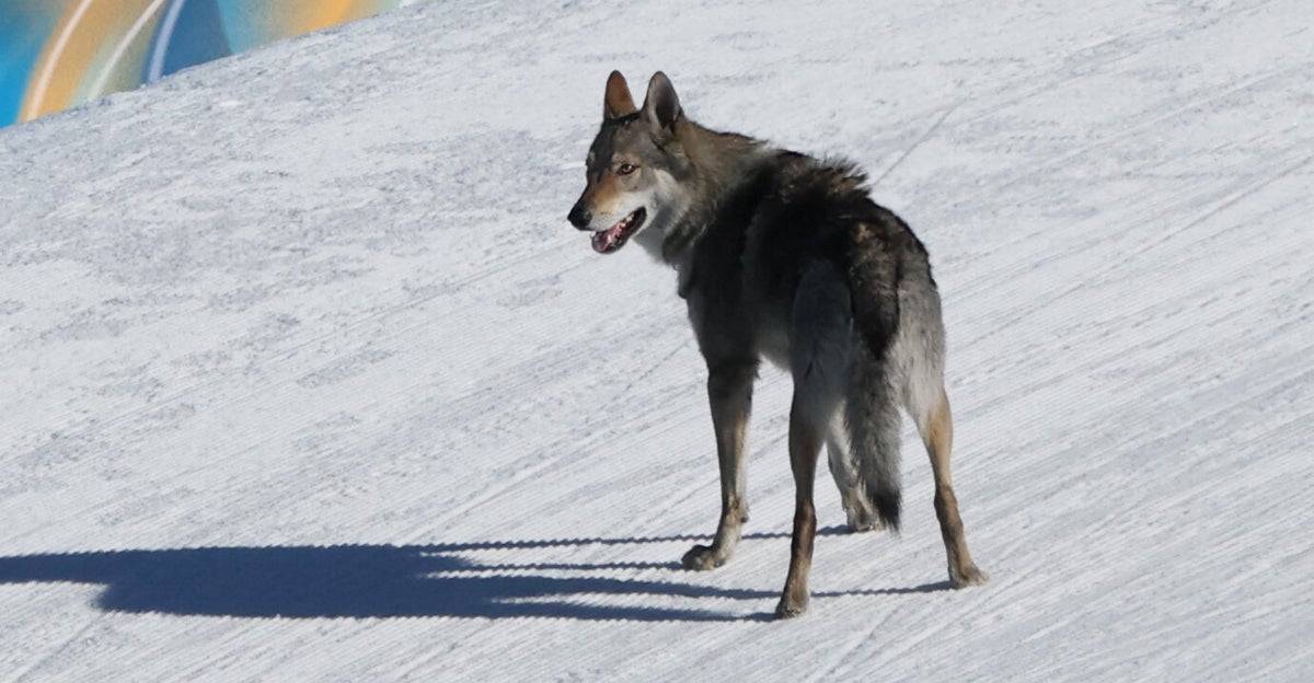Dog Reaches Top Of The Pawdium With Scene-Stealing Performance At Winter Olympics