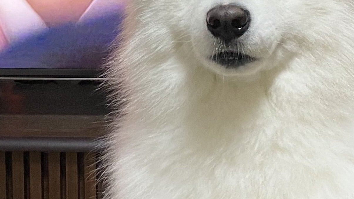 綾瀬はるかに表情を寄せる犬。絶妙なタイミングに「最高」「草すぎるww」と大爆笑
