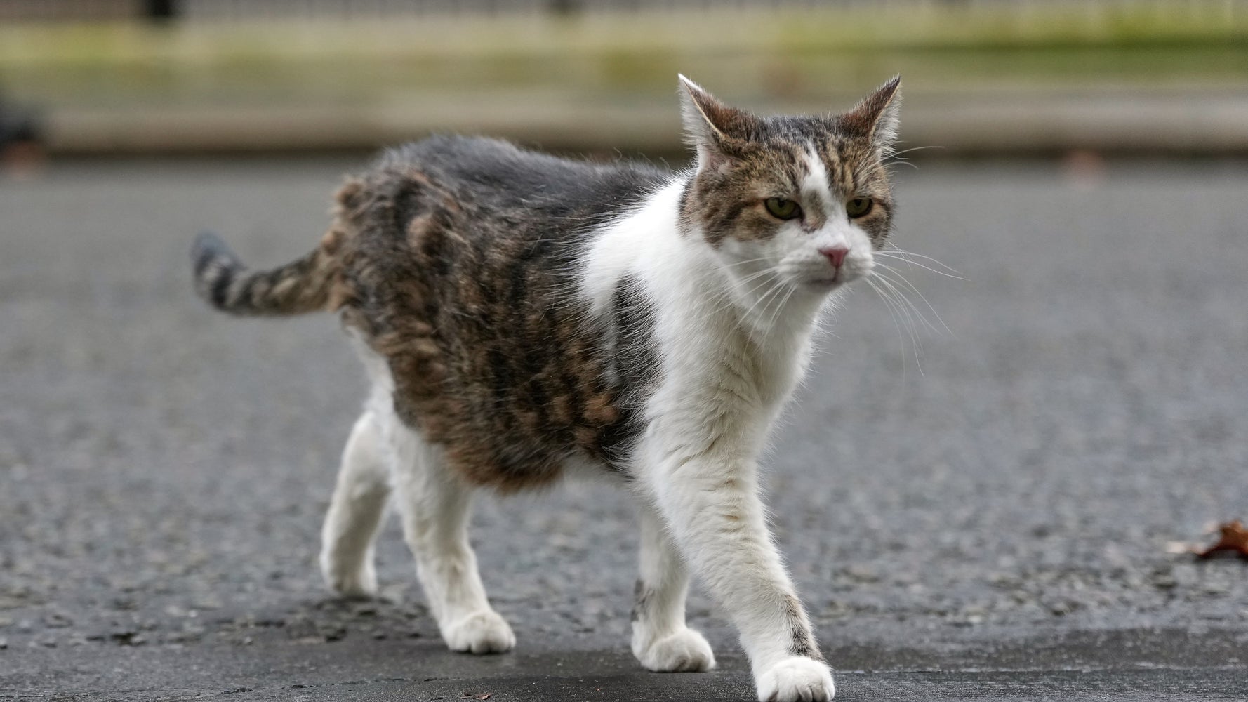 首相官邸の猫、「在任15年」に。政権の混乱を横目に“安定の高支持率
