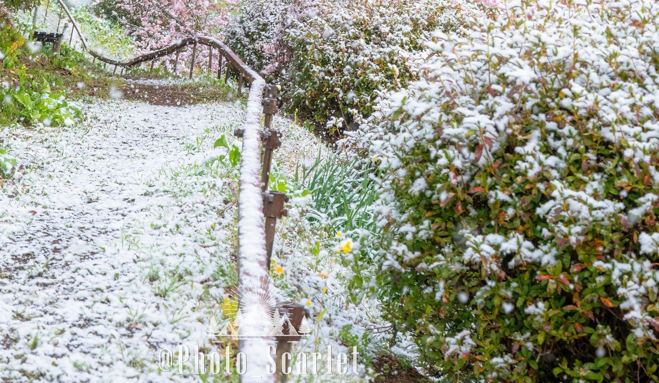 神奈川県で撮影した“満開の桜と雪”の絶景コラボに22万「いいね」⇨「現実のものとは思えない」「季節感バグる」