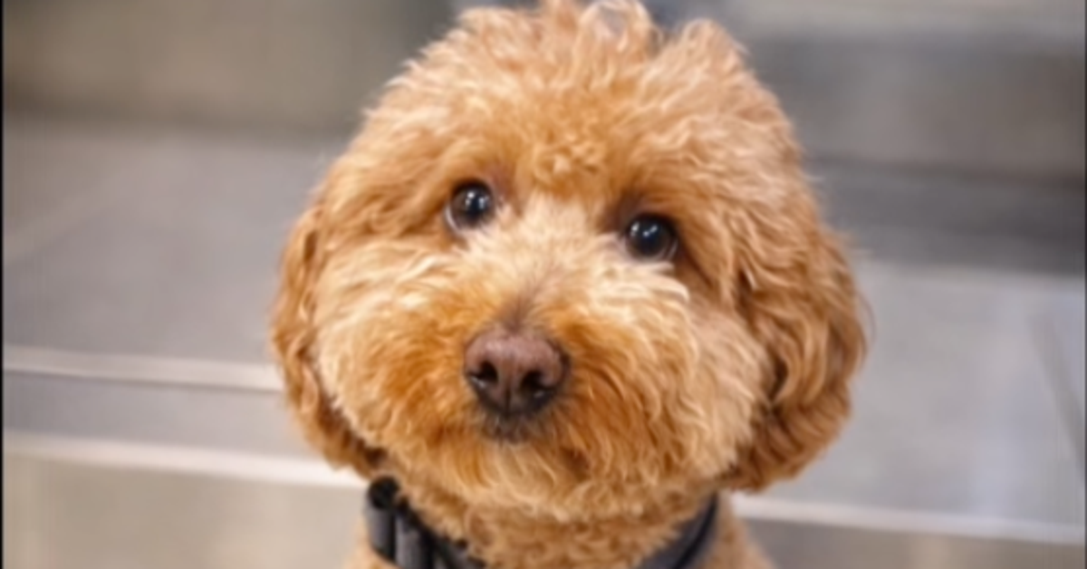 ‘Affectionate’ Dog Allegedly Abandoned At Airport By Owner Going To Departure Gate - HuffPost by Associate Reporter