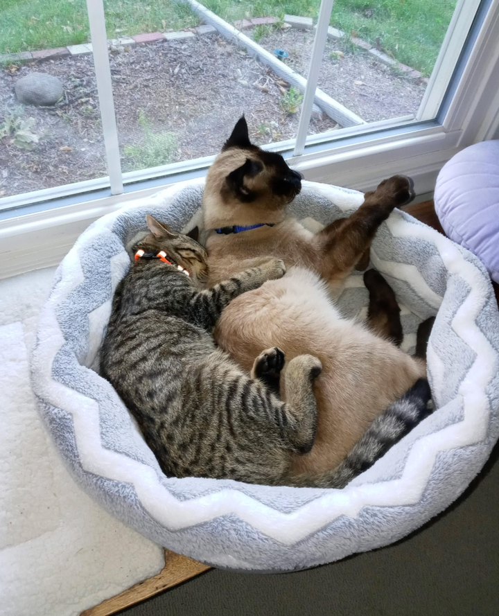 Alfred and Greta cuddling.