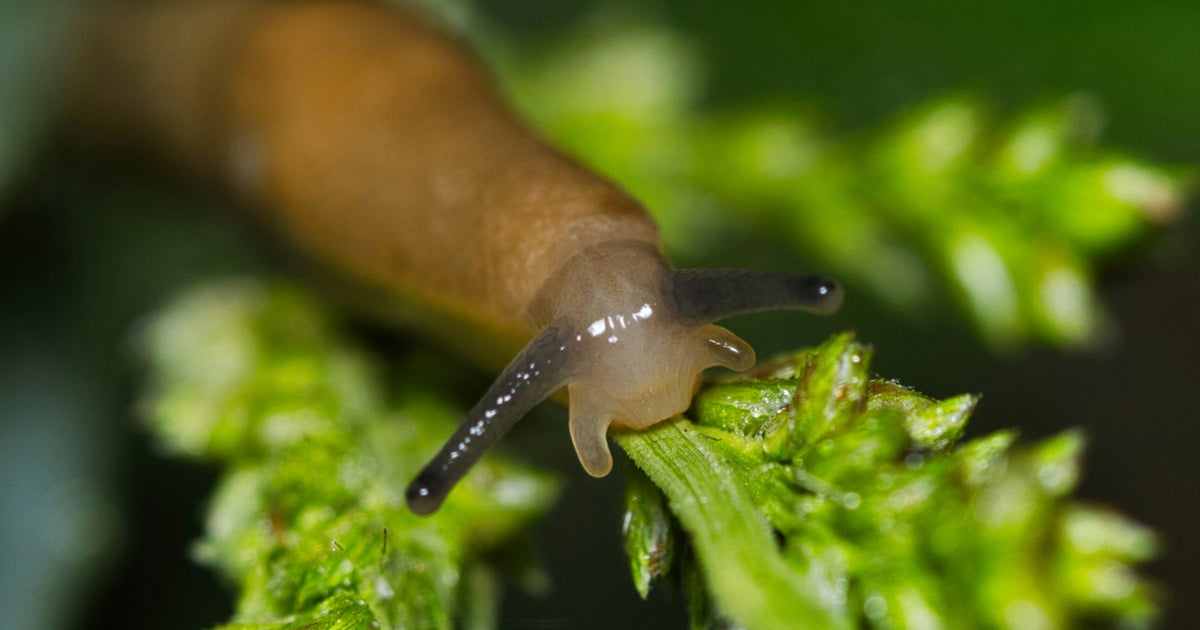 UK Gardeners Told To Try Watering Schedule ‘As Good As Slug Pellets’